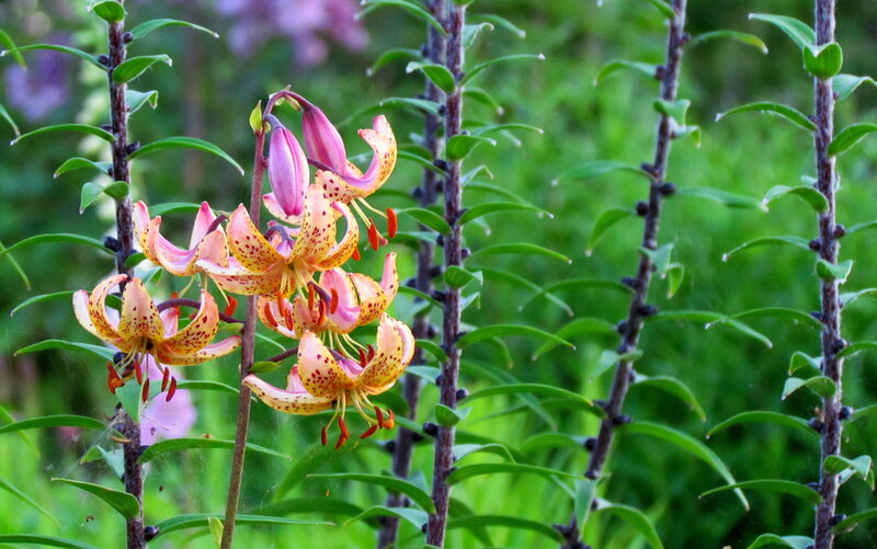 Spotted Lilies in Bloom