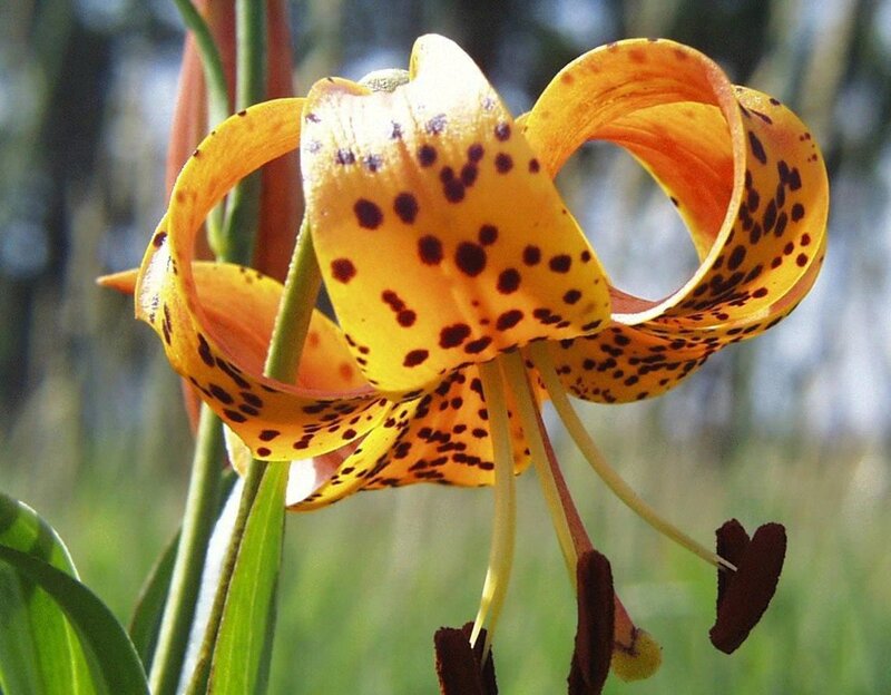 spotted lily flower