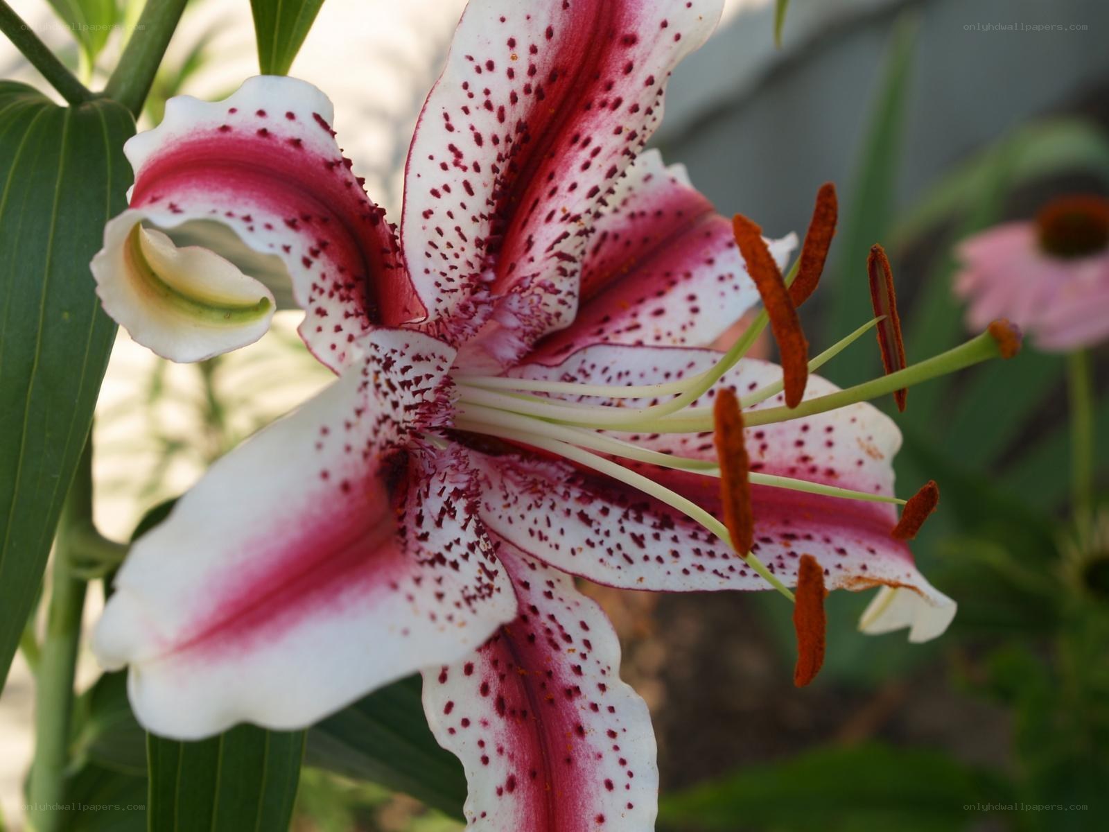 spotted lily flower close-up