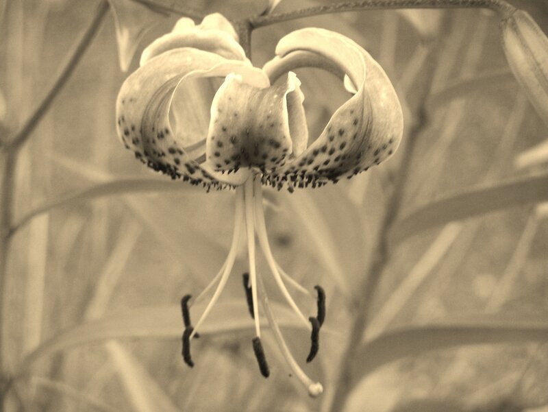 Spotted Lily Flower — Sepia