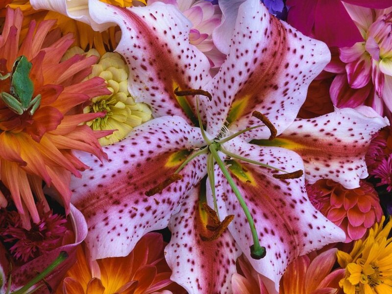 Spotted Lily Flower — White