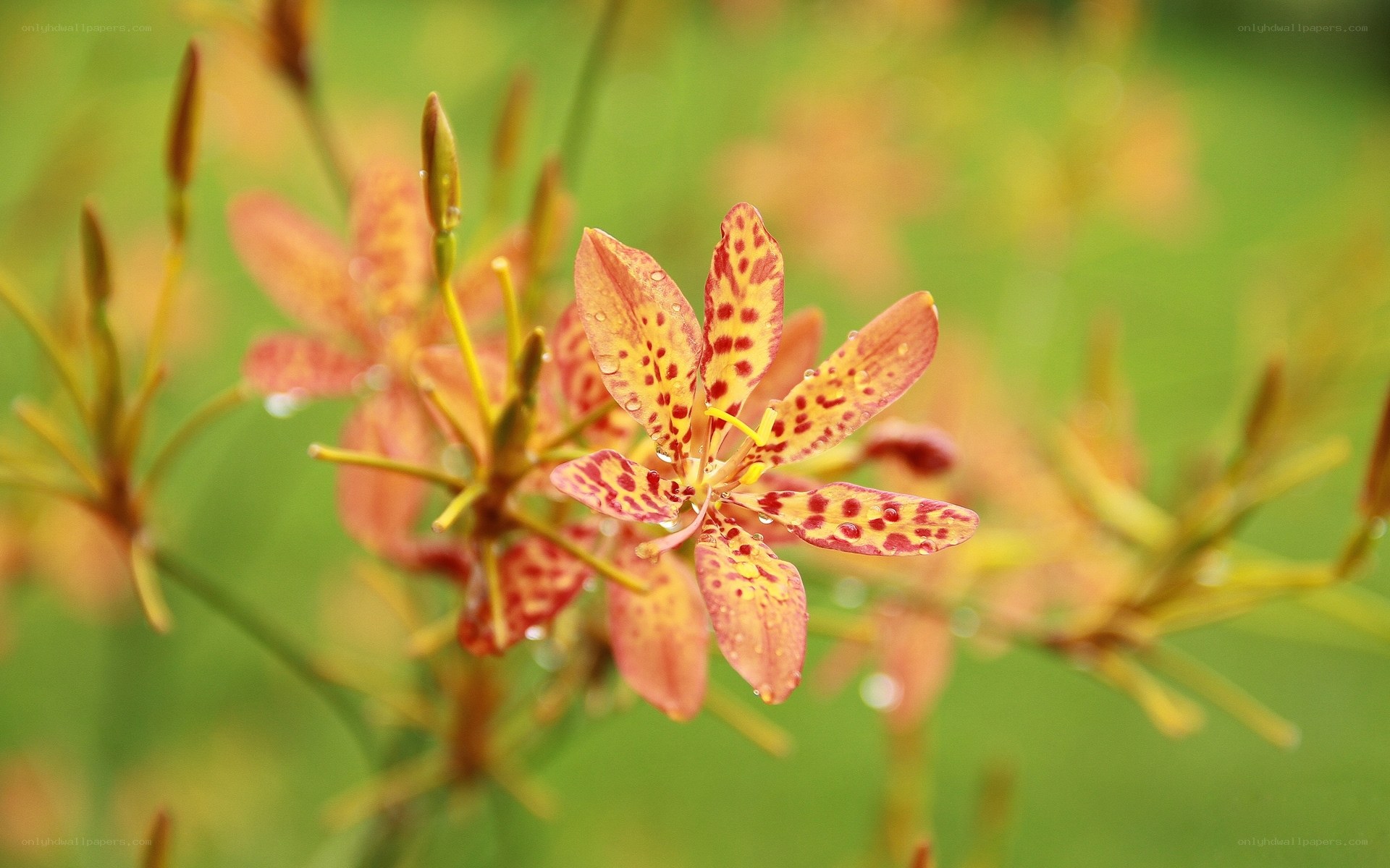 spotted lily flower with dew