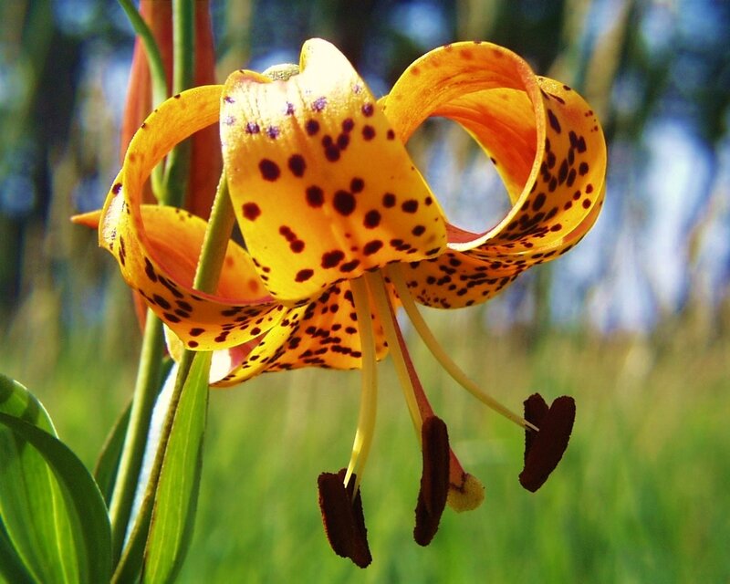 Spotted Lily Flower — Yellow