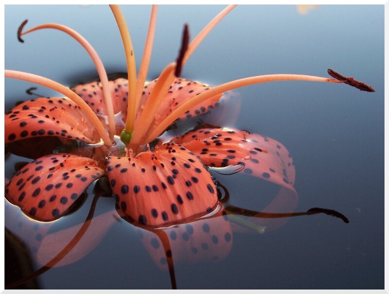 spotted lily on water