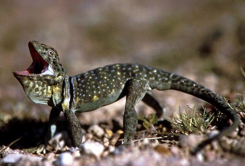 Spotted Lizard with Open Mouth