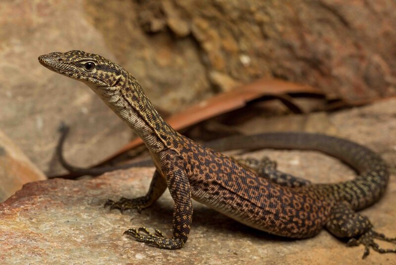 Spotted Monitor Lizard