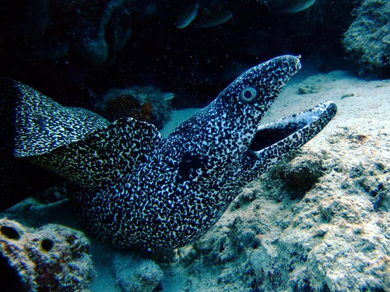 Spotted Moray Eel — Blue