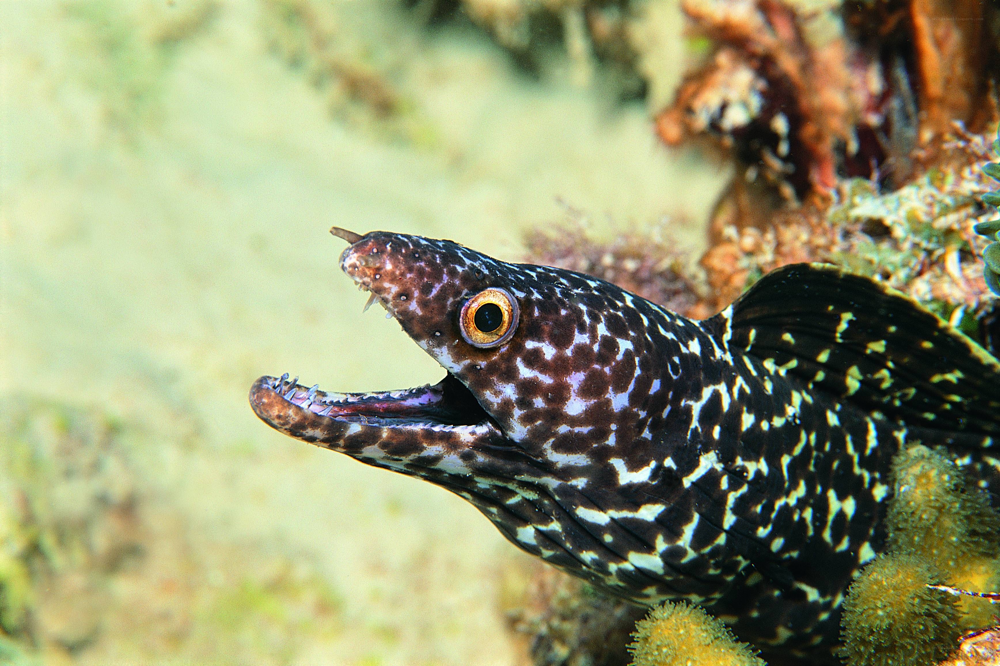 spotted moray eel in coral reef