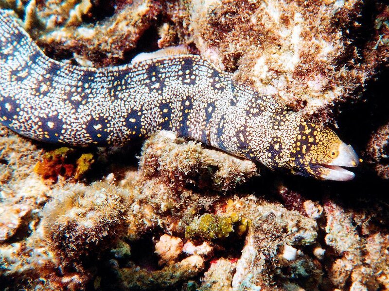 Spotted moray eel on coral reef