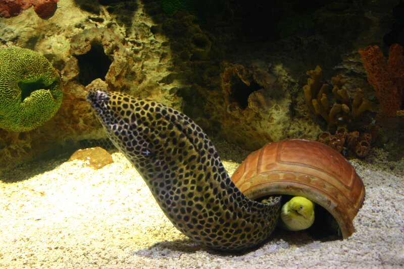 Spotted Moray Eel