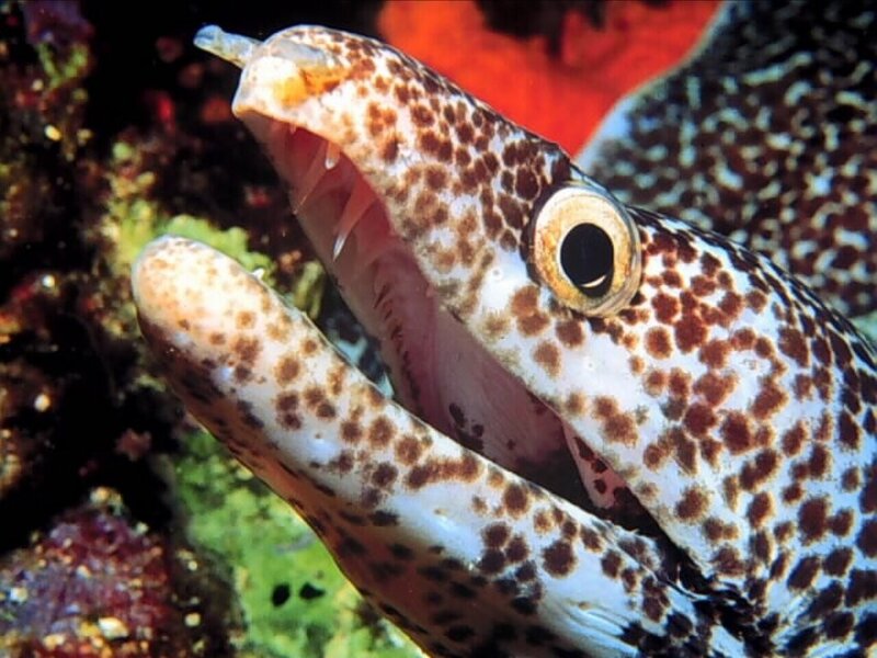 spotted moray eel with open mouth