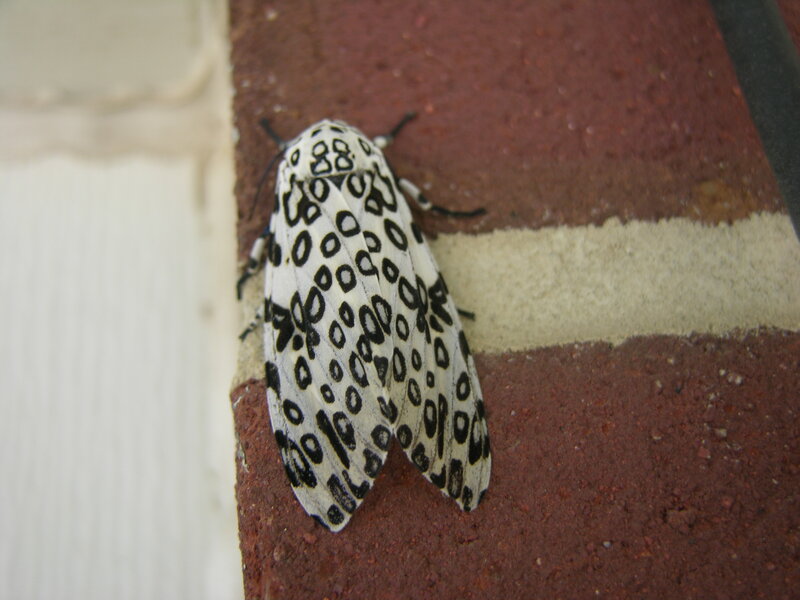 spotted moth on brick