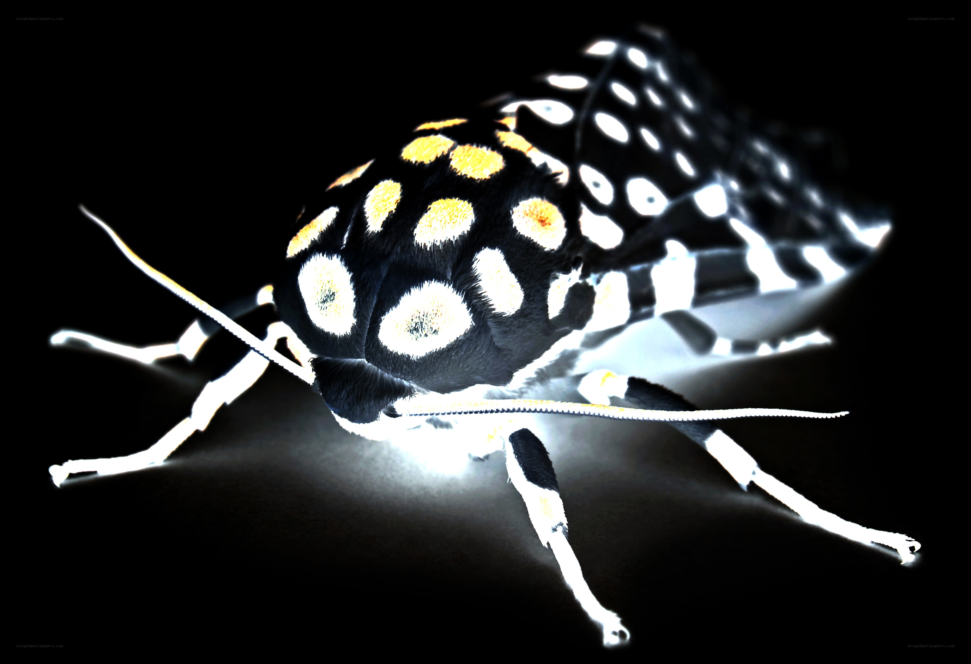 spotted moth on dark background