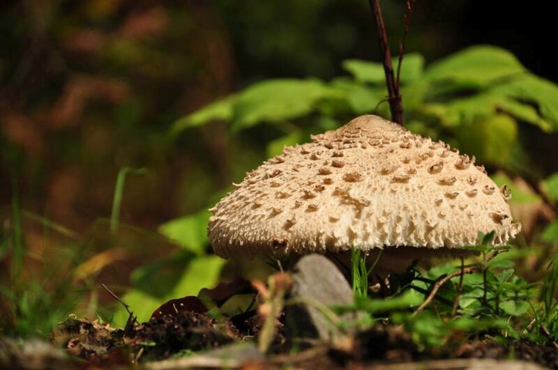 Spotted Mushroom in Forest