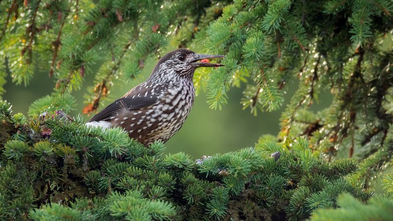 Spotted Nutcracker Bird — Green