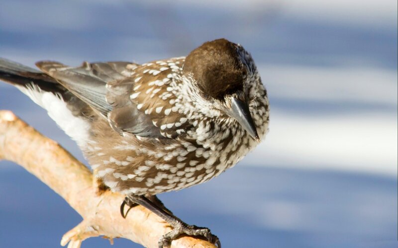 Spotted Nutcracker Bird