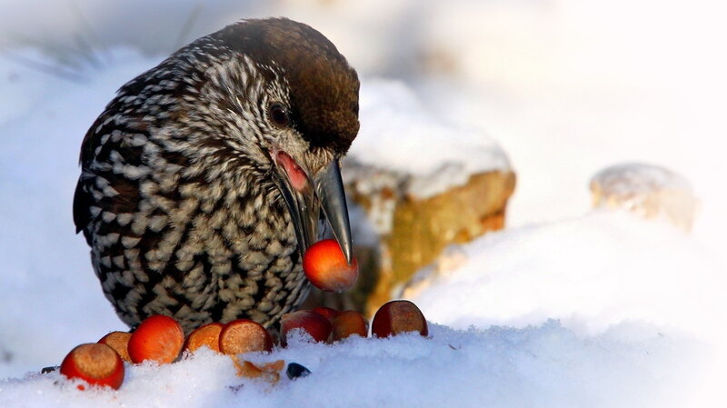 Spotted Nutcracker Eating — White