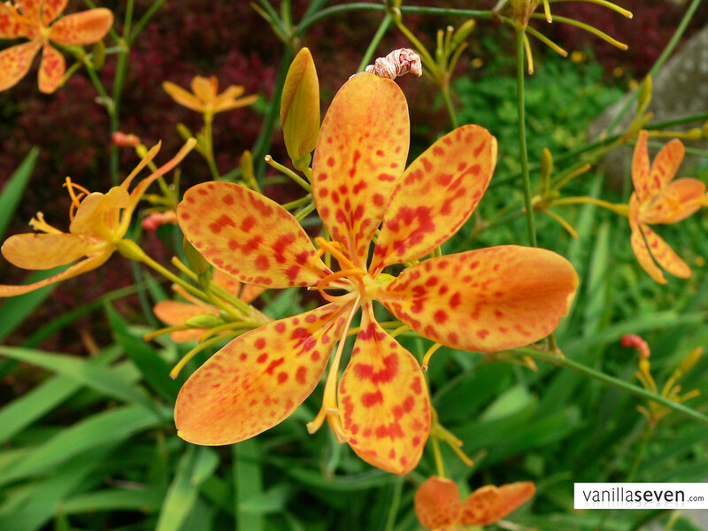Spotted Orange Flower