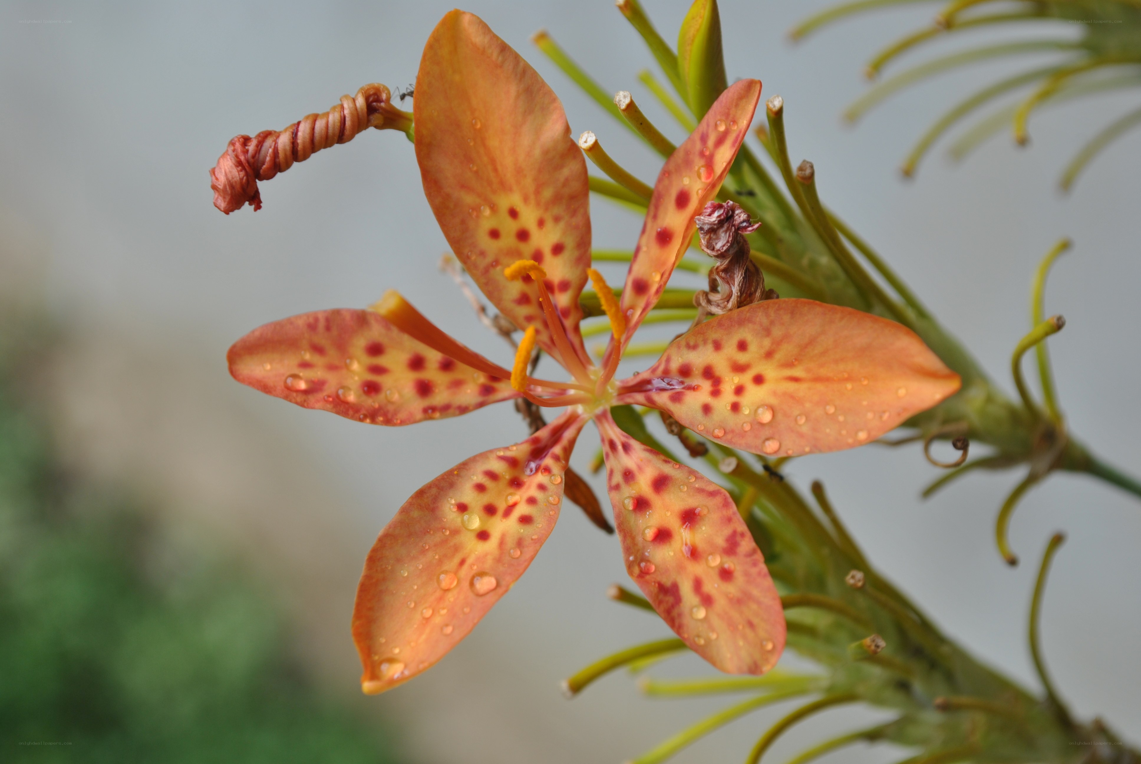 spotted orange flower with dew