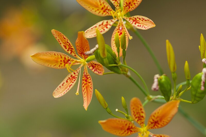 spotted orange flowers in bloom