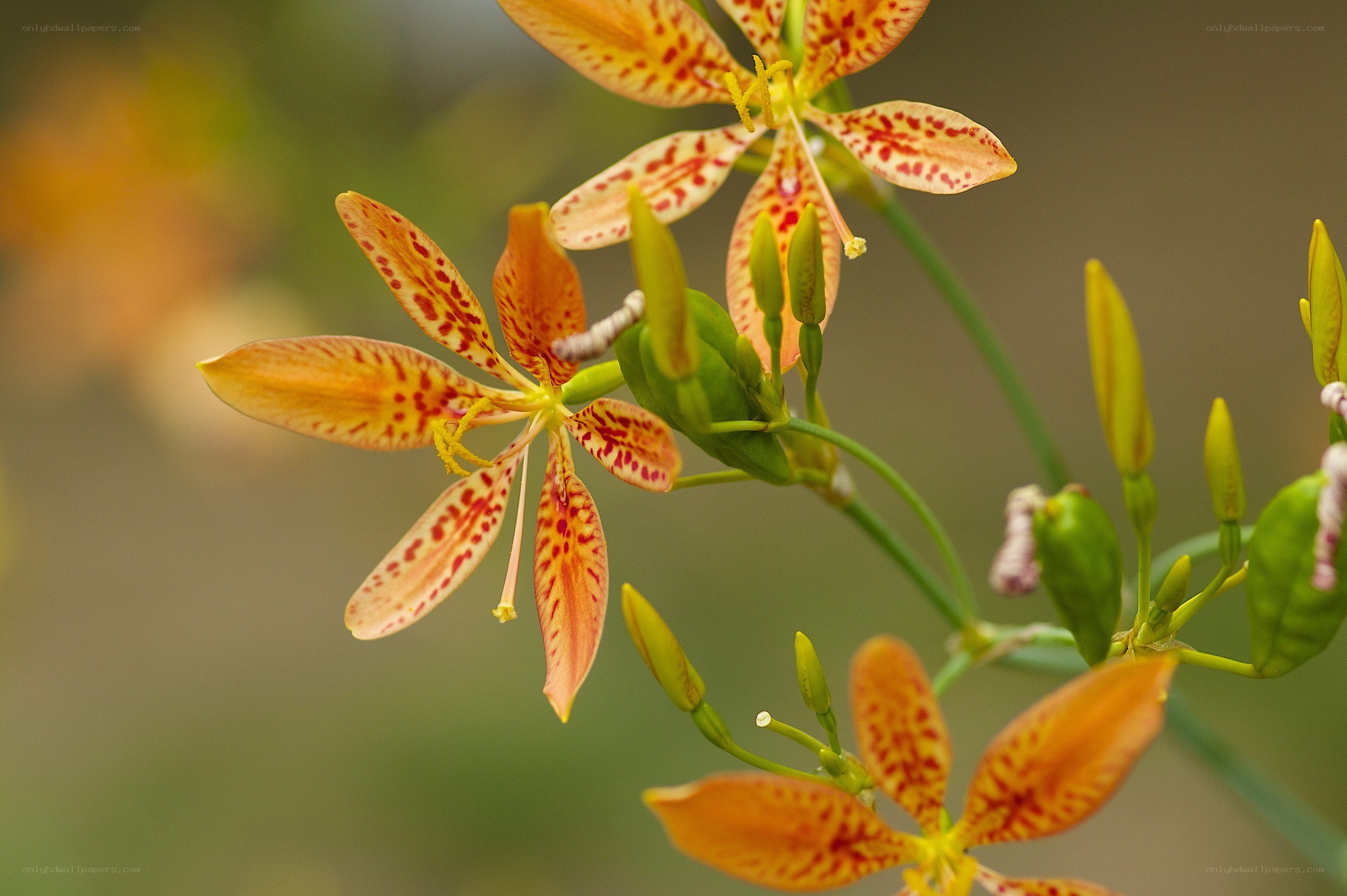 spotted orange flowers in bloom