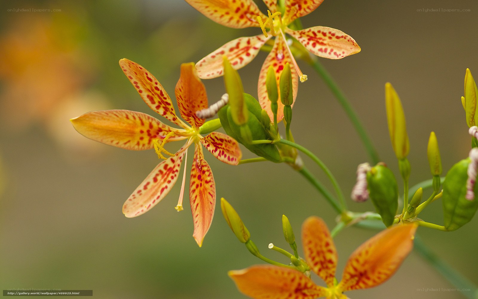 spotted orange flowers in bloom