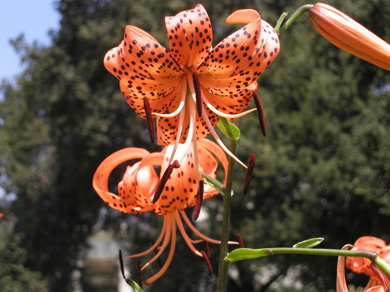 spotted orange lily flower