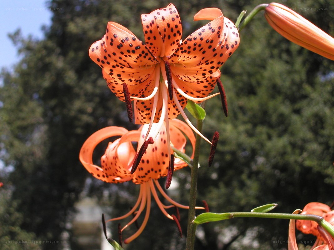spotted orange lily flower