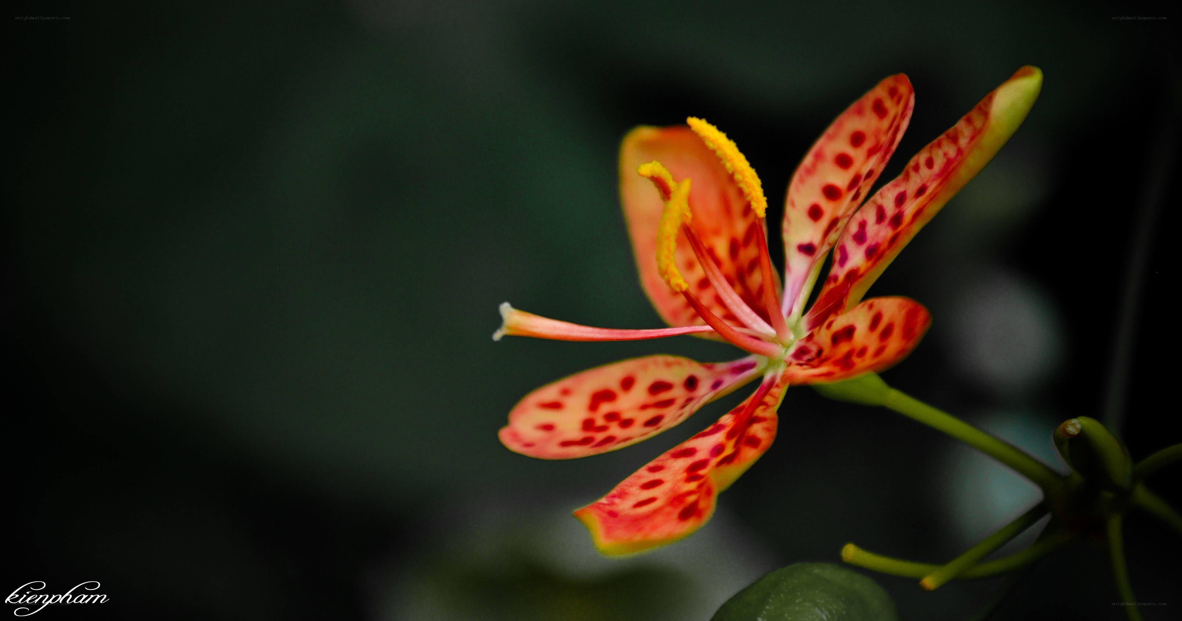spotted orange lily flower