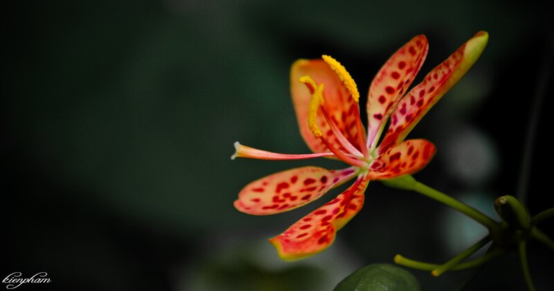 Spotted Orange Lily