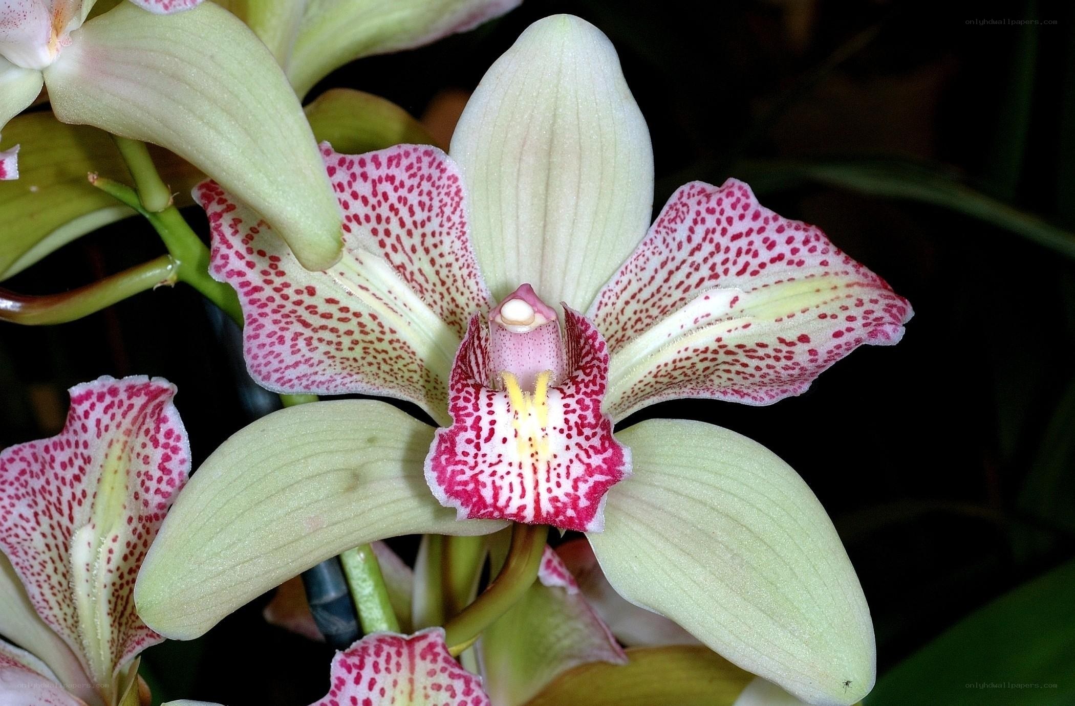 spotted orchid bloom
