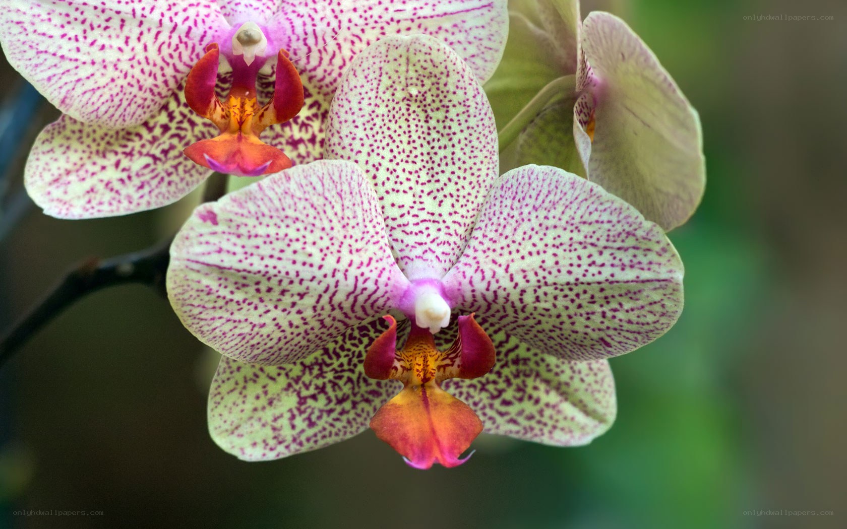 Spotted orchid blooms