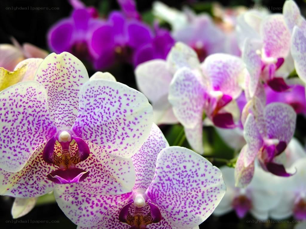 Spotted orchid blooms