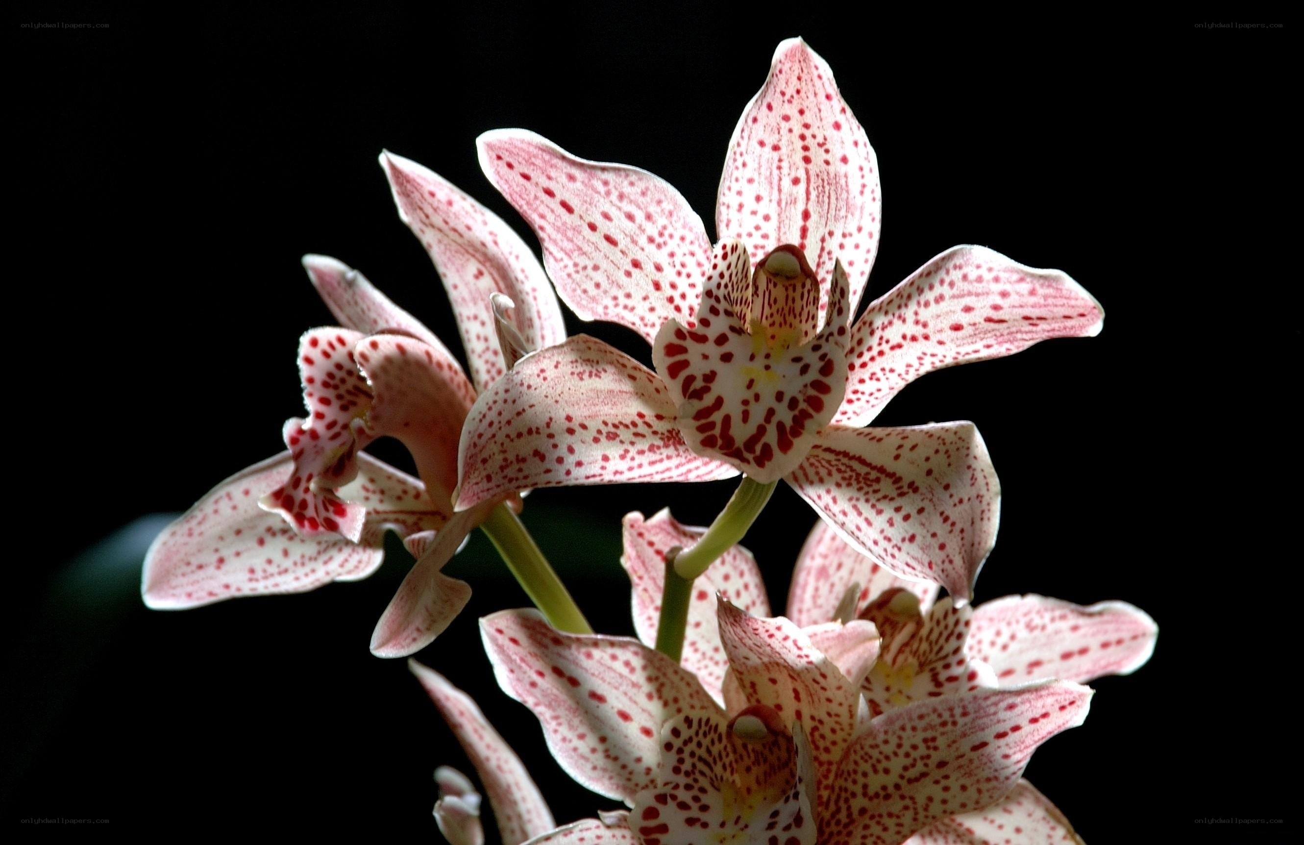 Spotted orchid blooms