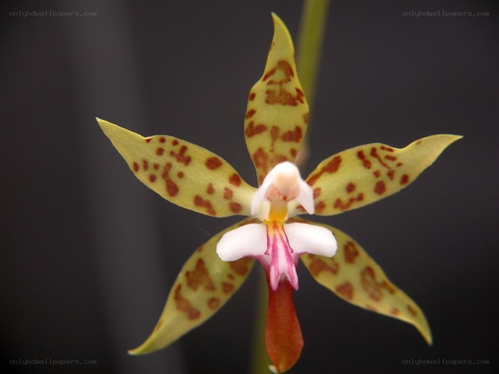 spotted orchid flower