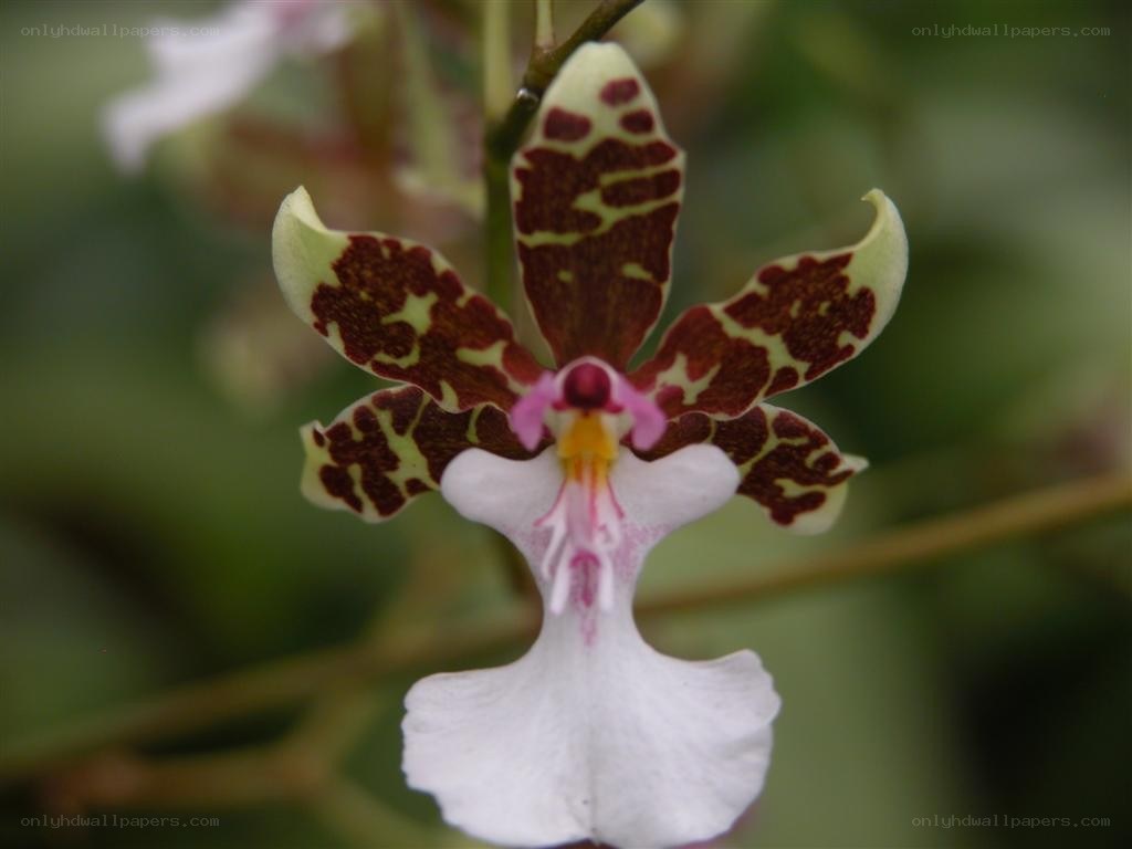 spotted orchid flower