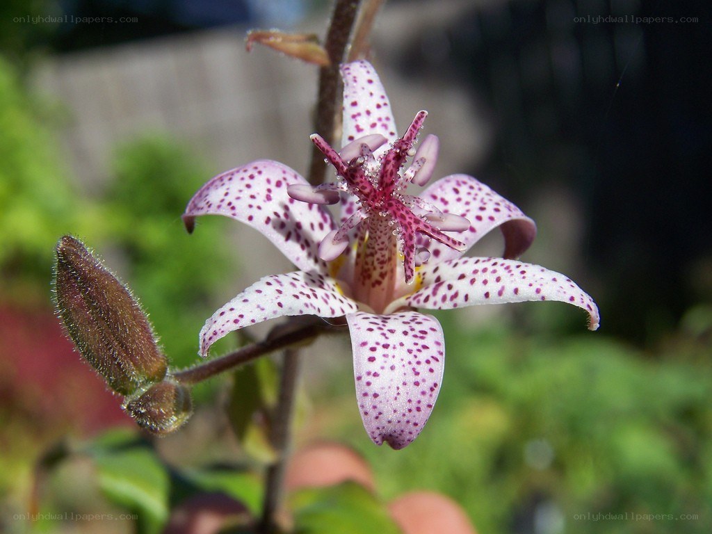 spotted orchid flower