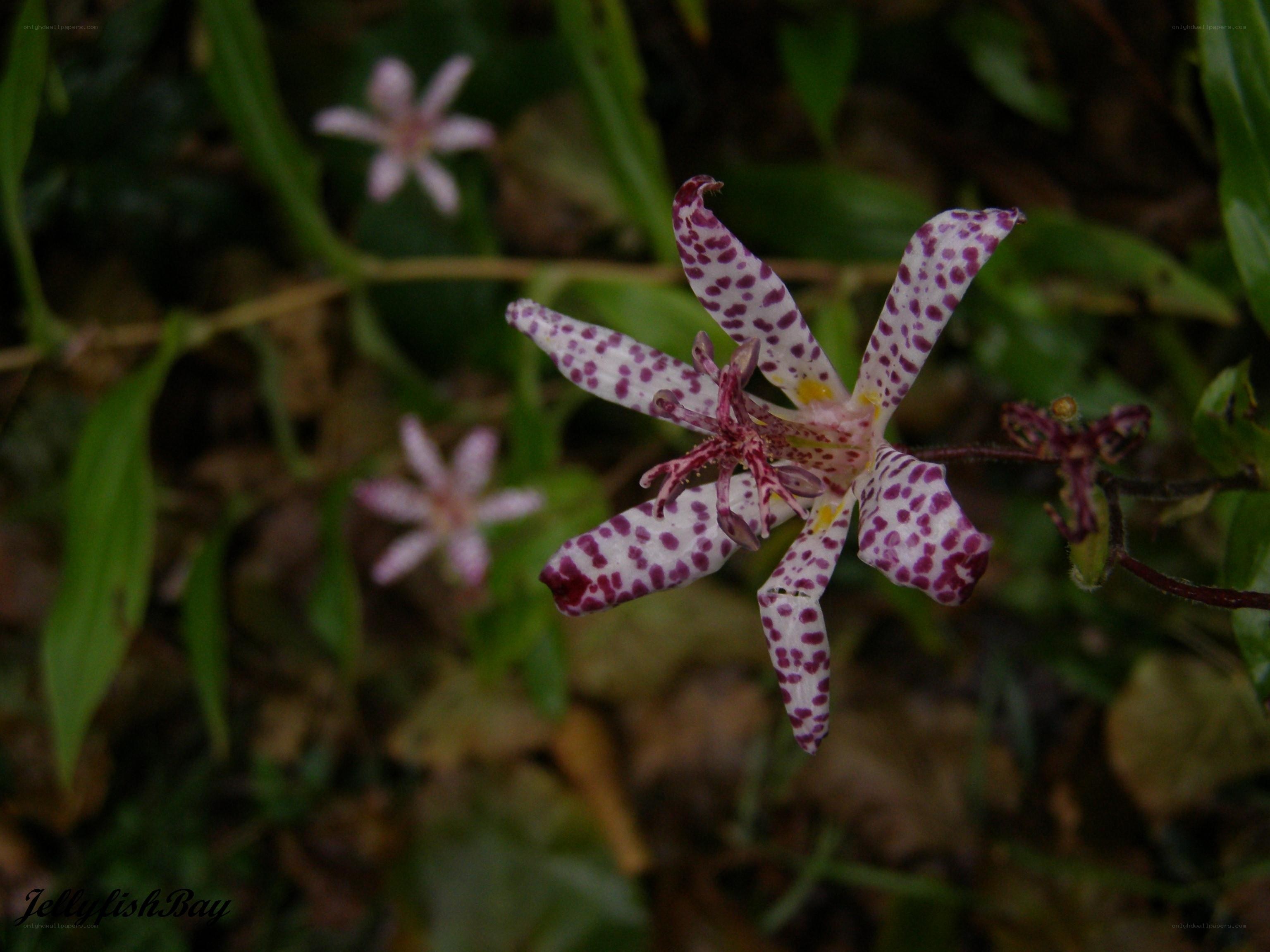 spotted orchid flower
