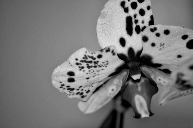 Spotted Orchid Flower — Black