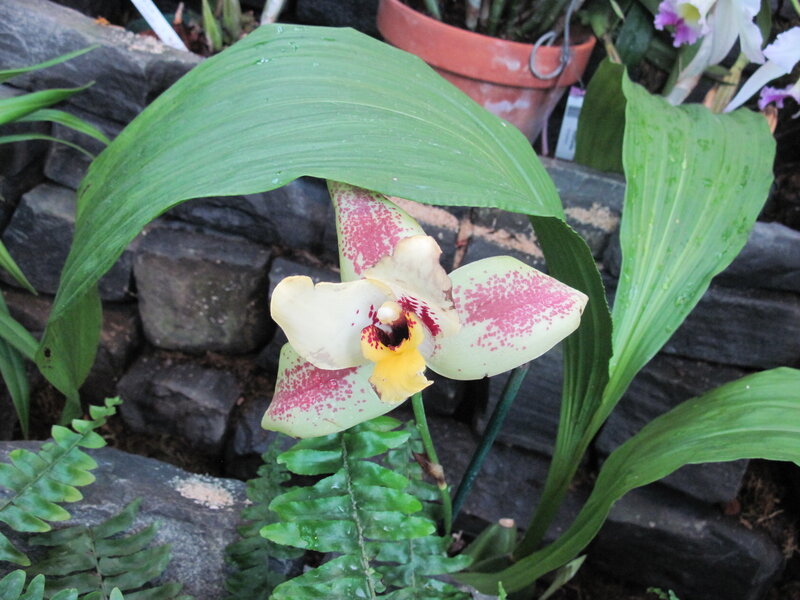Spotted Orchid Flower — Green