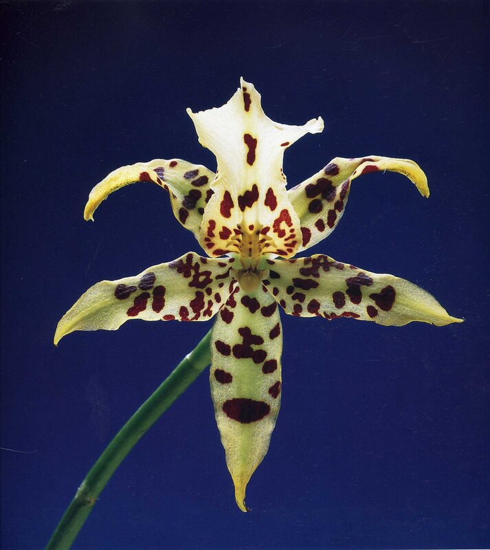 spotted orchid flower