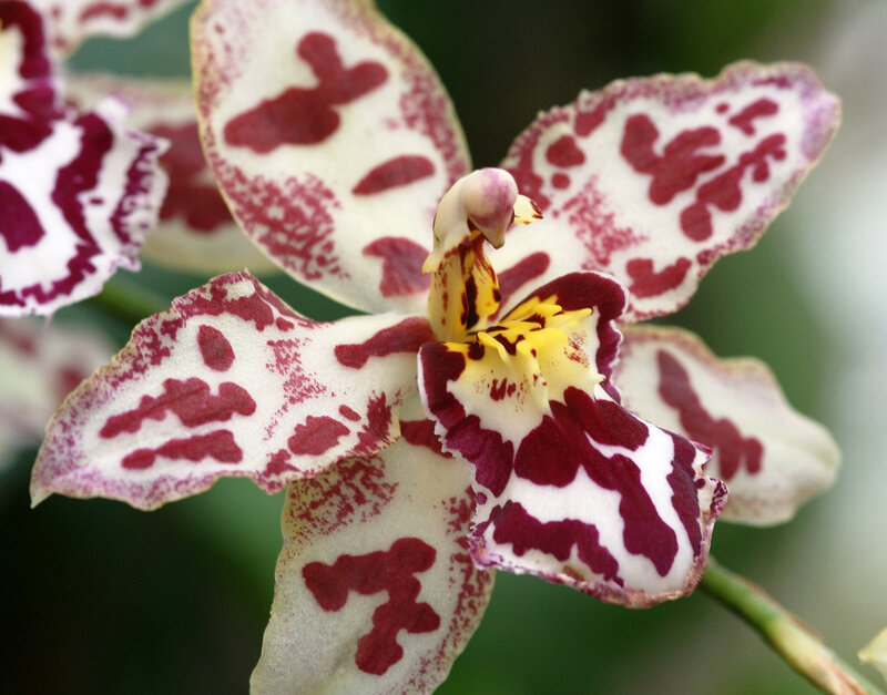 Spotted Orchid Flower — White