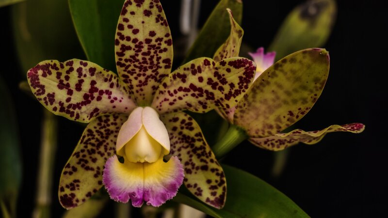 Spotted Orchid Flower — Yellow, Dramatic