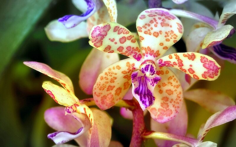 Spotted Orchid Flower — Yellow, Natural