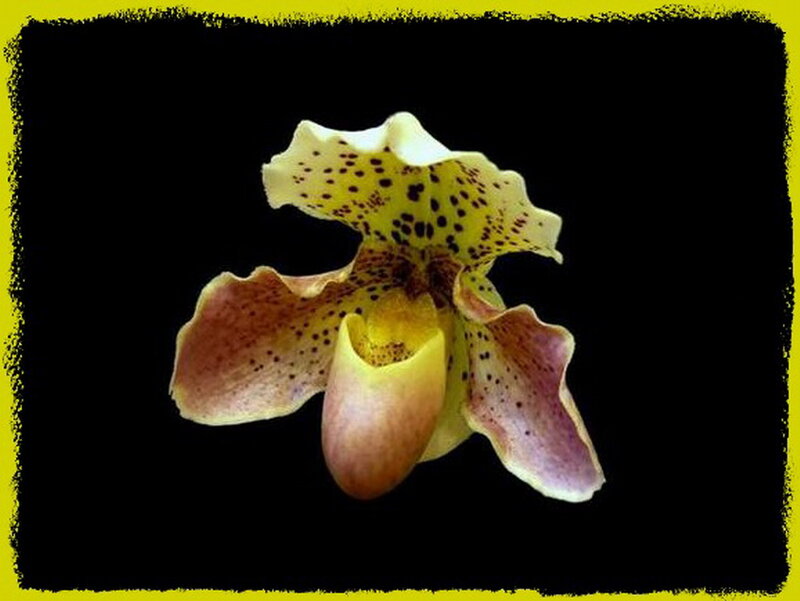 Spotted Orchid Flower — Yellow