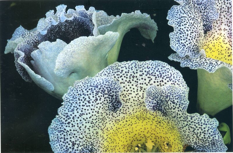 Spotted orchid flowers