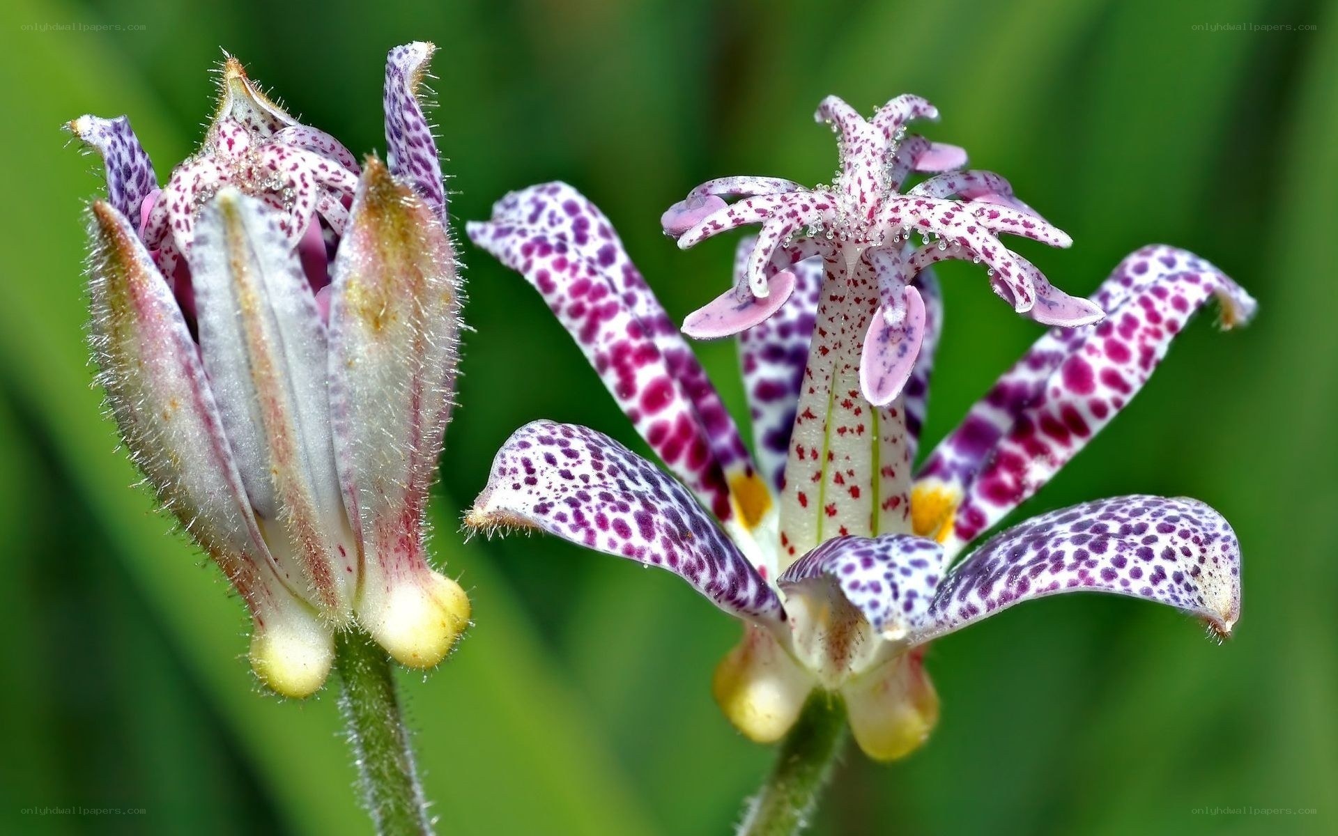 spotted orchid flowers