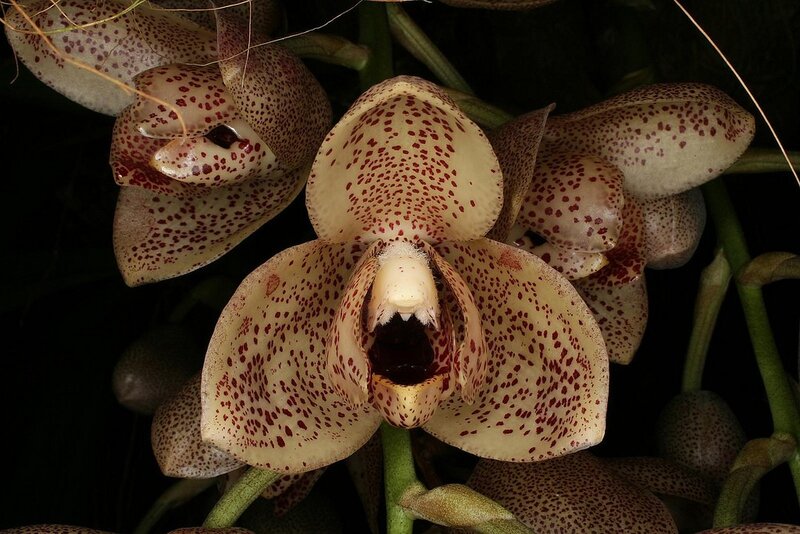 Spotted Orchid Flowers — Beige