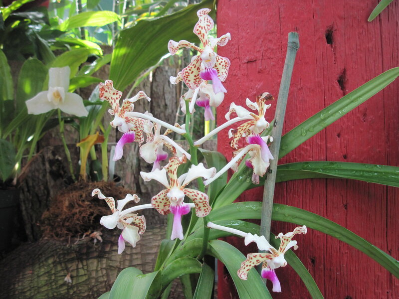Spotted Orchid Flowers — Green, Natural