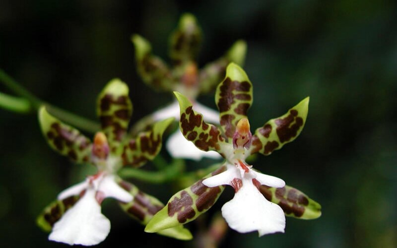 Spotted Orchid Flowers — Green